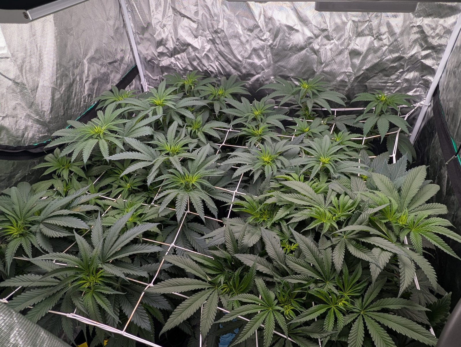 Week 8