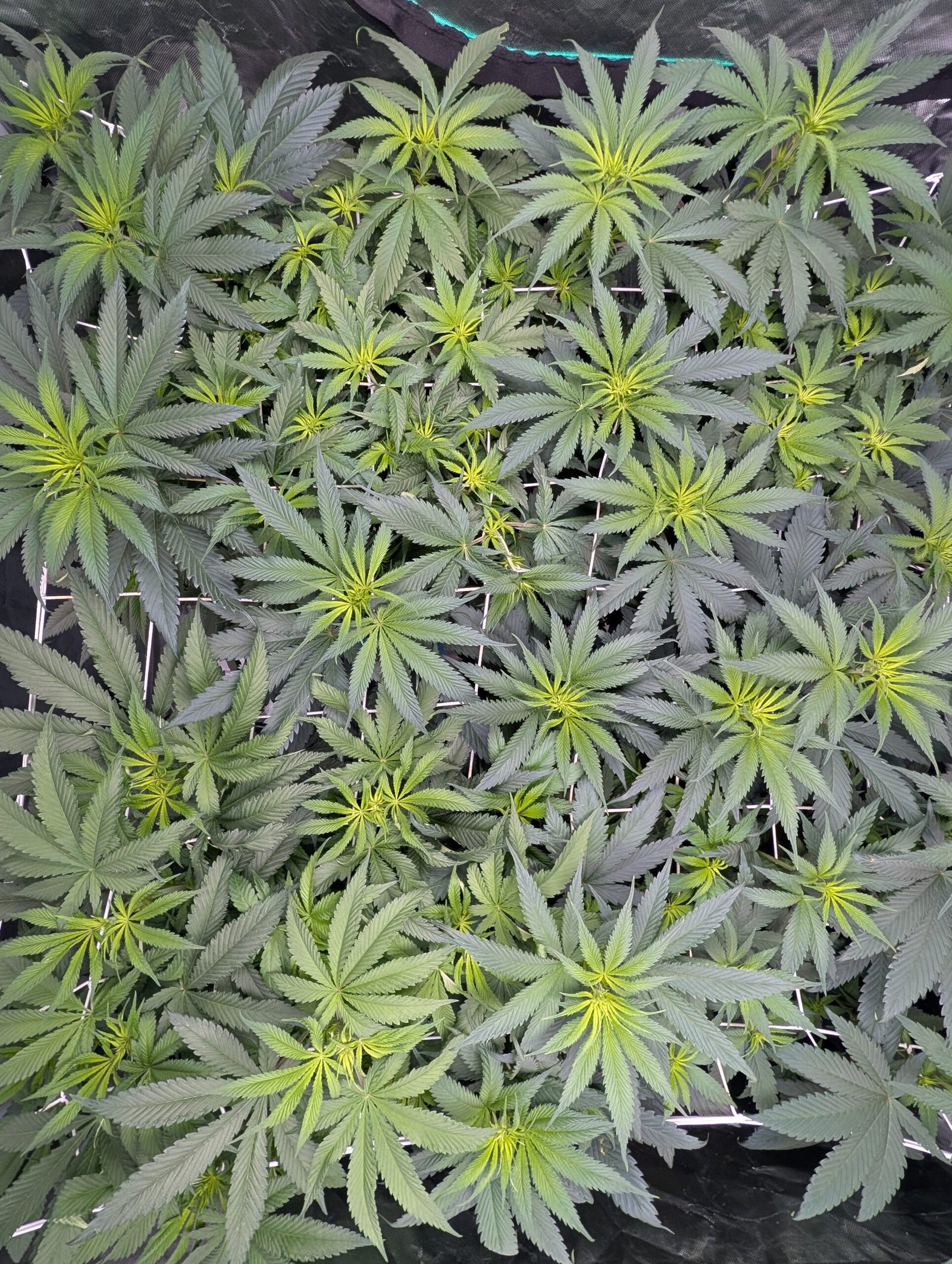 Defoliation