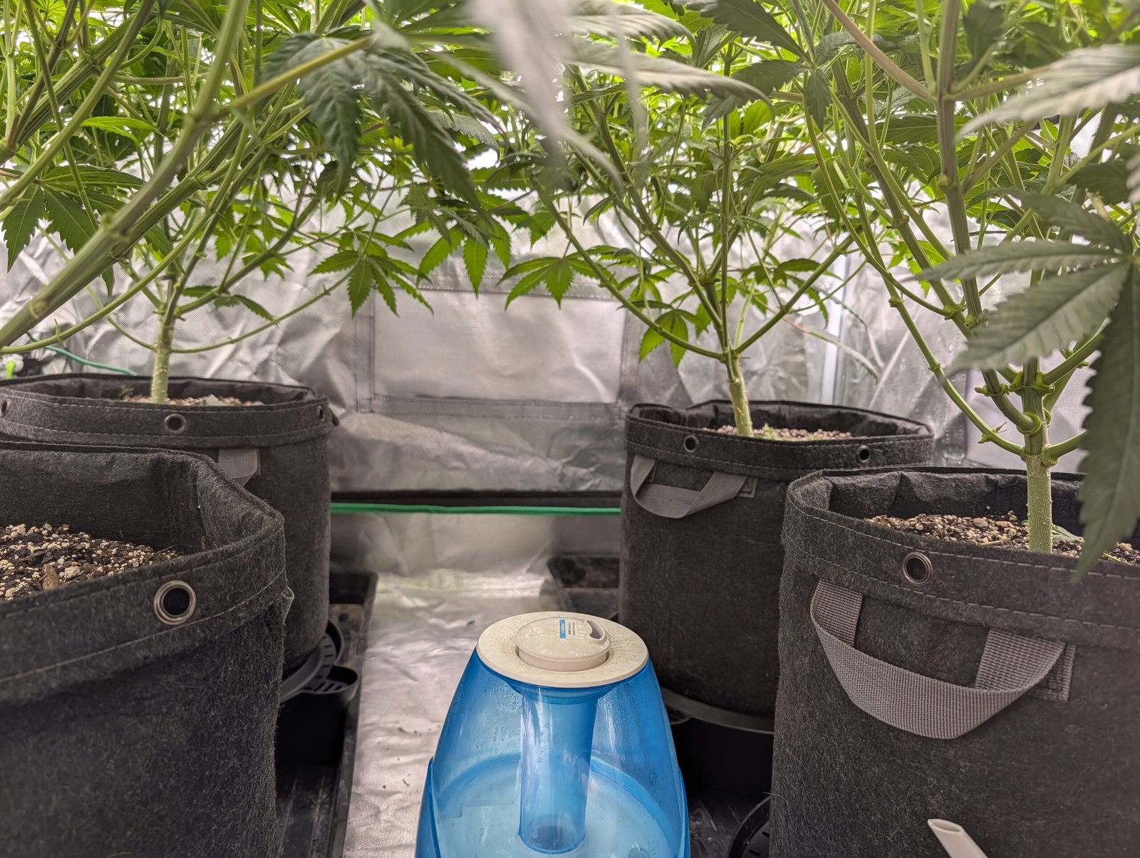 Defoliation